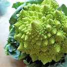 75 Seeds Romanesco Broccoli   Vegetable Garden seeds  #IEB16
