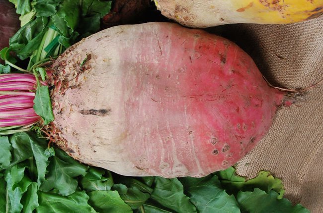 4 G Red Vegetable Garden seeds Mammoth Mangel Beet, easy to grow   #IEB16
