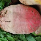 4 G Red Vegetable Garden seeds Mammoth Mangel Beet, easy to grow   #IEB16