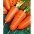 1 G Red Cored Chantenay Carrot  Seeds,  Vegetable Garden seeds  #IEB16