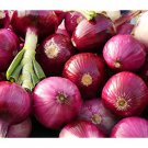 1 G Ruby Onion Seeds, Vegetable Gardening Seeds  #IEB16