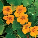 Flower Garden seeds Dwarf Nasturtium Alaska Gold, 3 G     #IEB16