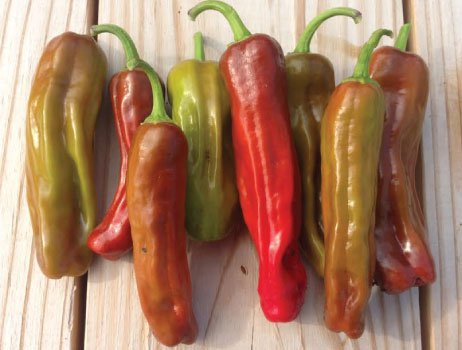 250 Mg Italian Pepperoncini Hot Pepper  seeds    #IEB16