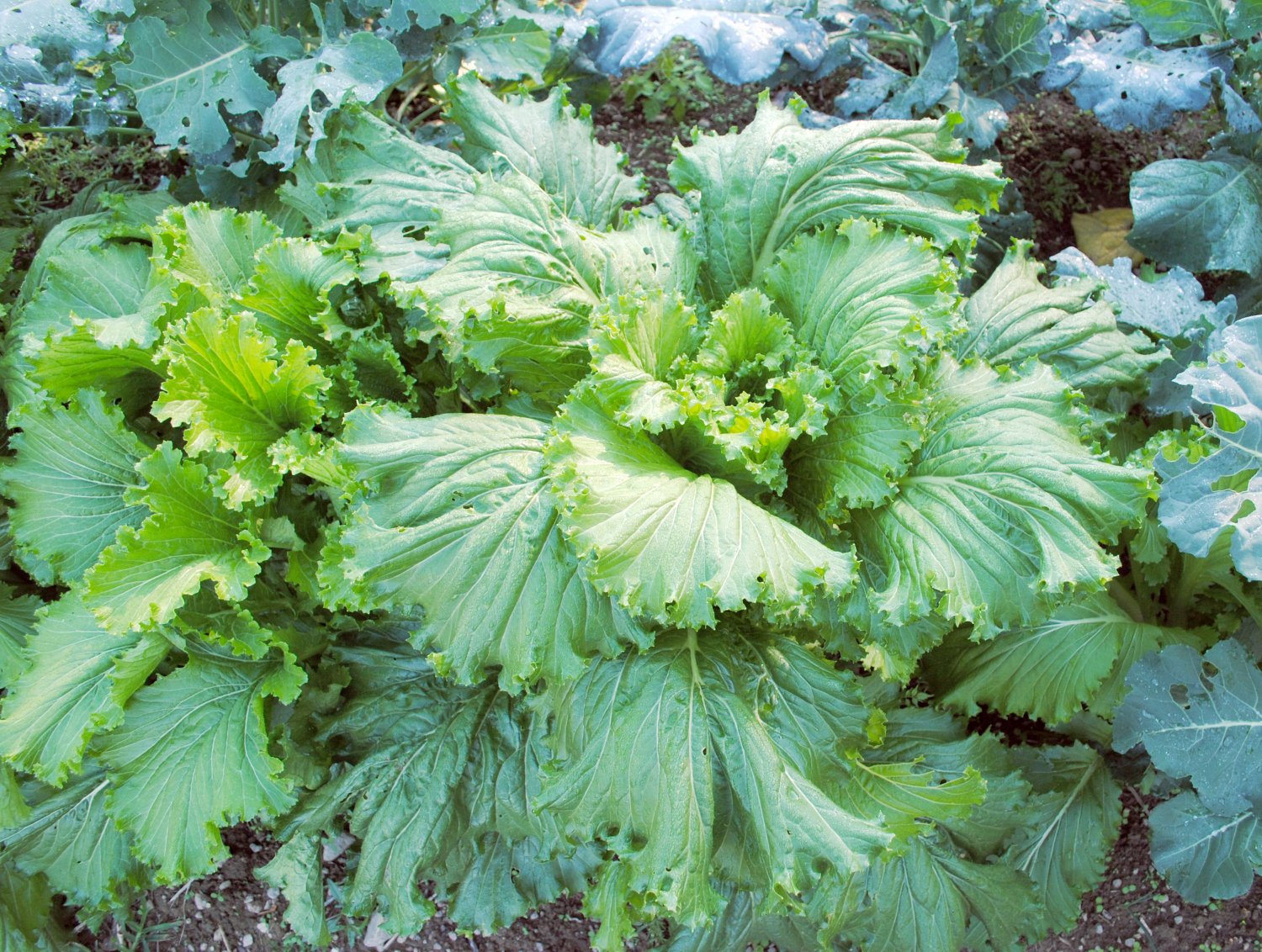 1 G Michihili Chinese Cabbage Seeds,  Vegetable Garden seeds     #IEB16