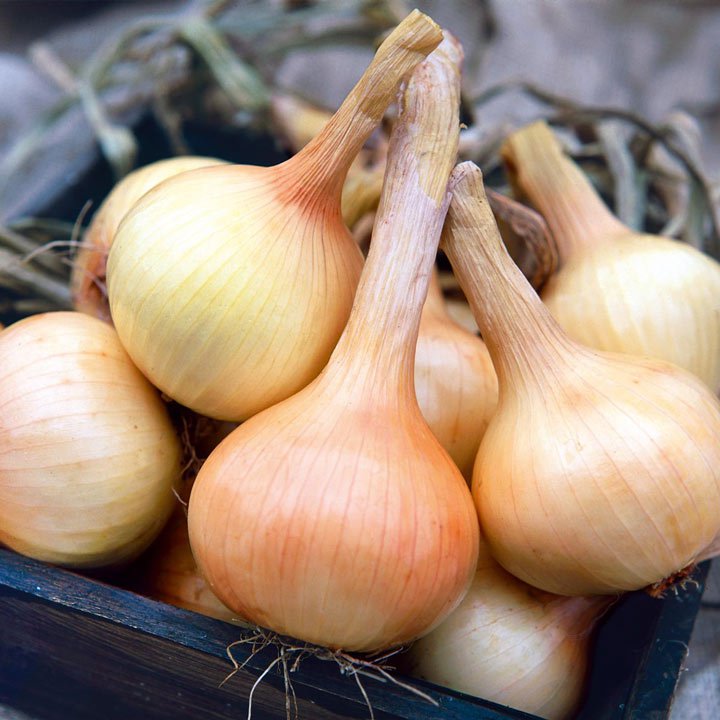 1 G Walla Walla Onion Seed, easyto grow      #IEB16
