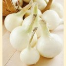 1 G Southport White Globe Onion  Seeds,   Vegetable Garden seeds    #IEB16