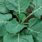 2 G Vates Collard Greens seeds , Vegetable Gardening seeds   #IEB16
