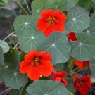 3 G Flower Garden Dwarf Nasturtium Empress Of India Seeds     #IEB16