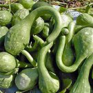 3 G Dipper Gourd  Seeds, Vegetable Gardening Seeds   #IEB16