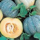 1 G Minnesota Midget Melon Seeds, Gardening Seeds     #IEB16