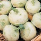 2 G Early White Vienna Kohlrabi   seeds  #IEB16