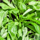 1 g mache cornsalad  seeds,  easy to grow   #IEB16