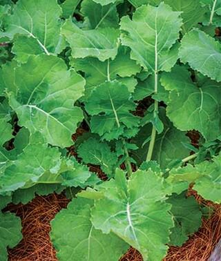Vegetable Gardening Premier Kale Seed,1 G    #IEB16