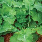 Vegetable Gardening Premier Kale Seed,1 G    #IEB16