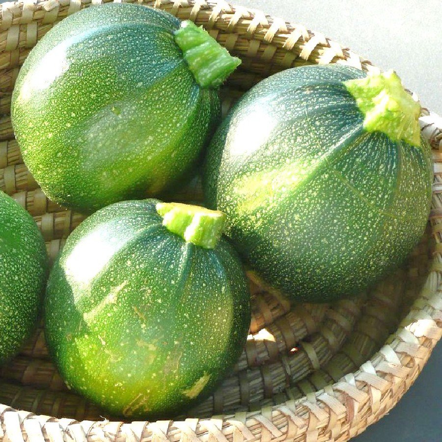 4 G seeds Round Summer Zucchini Squash   #IEB16