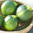 4 G seeds Round Summer Zucchini Squash   #IEB16