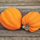 Vegetable Garden seeds, 4 G Table Gold Winter Squash seeds      #IEB16