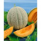 1 G Hale's Best Jumbo   Vegetable / Fruit seeds, easy to grow #IEB16