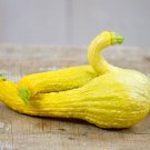 Vegetable Garden seeds Golden Summer Crookneck Squash, 4 G   #IEB16