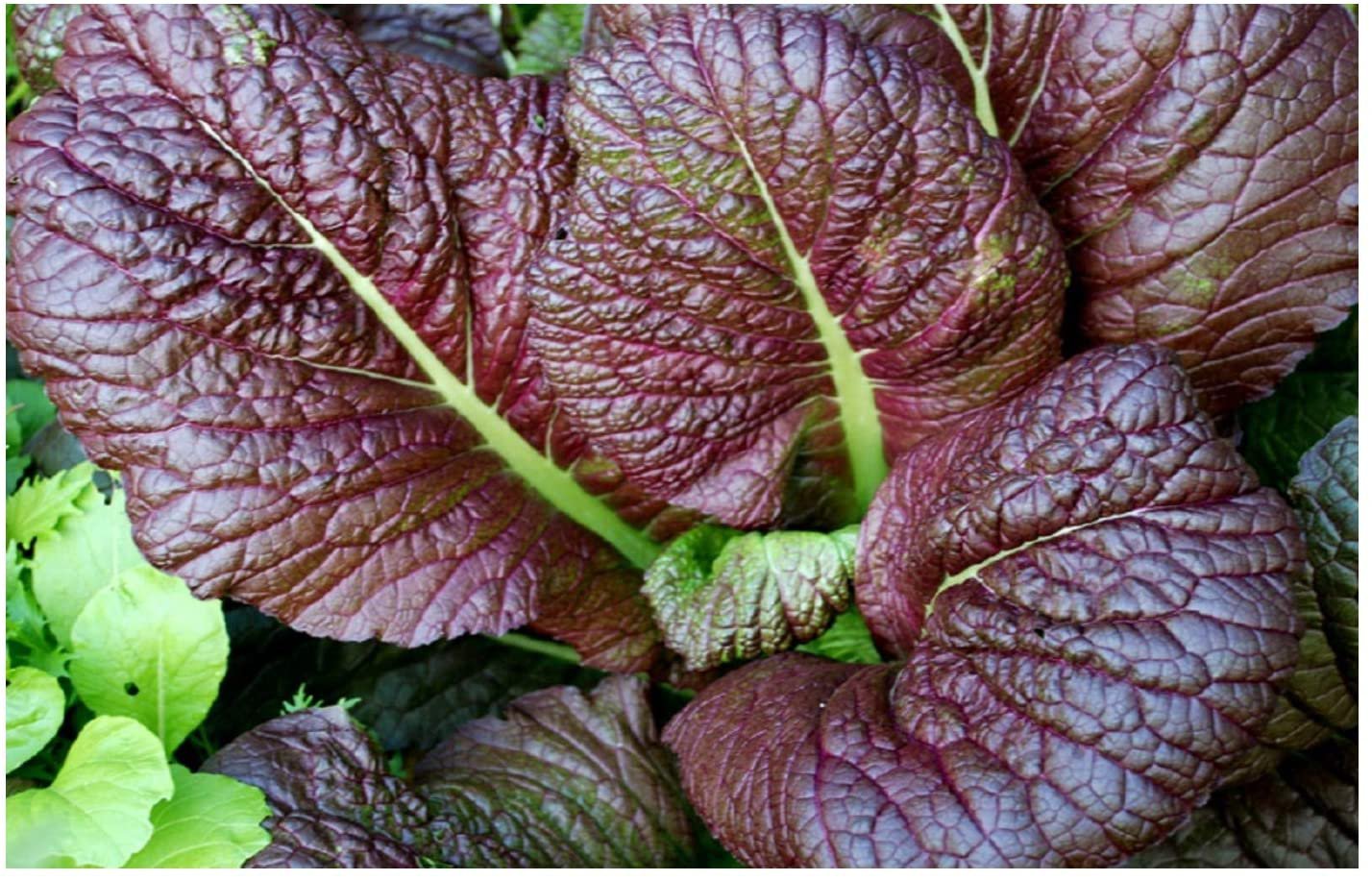 Vegetable Gardening seeds Red Giant Mustard,2 G      #IEB16