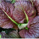 Vegetable Gardening seeds Red Giant Mustard,2 G      #IEB16