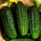 Vegetable Gardening seeds  Bushy Cucumber   1 G , easy to grow   #IEB16