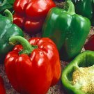 250 mg california wonder bell pepper seeds #IEB16