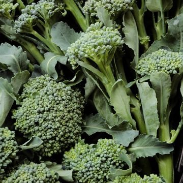 1 G Di Cicco Broccoli Seeds  , Vegetable Gardening easy to grow  #IEB16