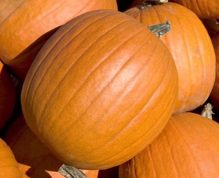 4 G  Mammoth Gold Pumpkin  Seeds, Vegetable Gardening seeds #IEB16