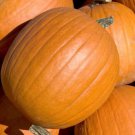 4 G  Mammoth Gold Pumpkin  Seeds, Vegetable Gardening seeds #IEB16