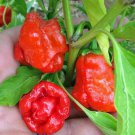 250 Mg Red Scotch Bonnet Hot Pepper   Seeds    #IEB16