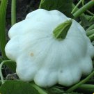 4 G Benning's Green Tint Scallop Squash vegtable Seeds      #IEB16