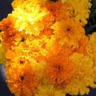 Flower Garden seeds.1 G Crackerjack Marigold Seeds      #IEB16