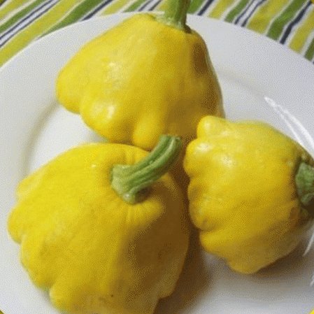 4 G Scallop Yellow Bush Summer Squash  Garden  seeds    #IEB16