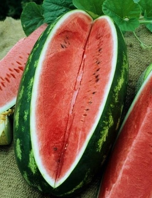 Vegetable Garden seeds, 2 G Congo Watermelon Seeds    #IEB16