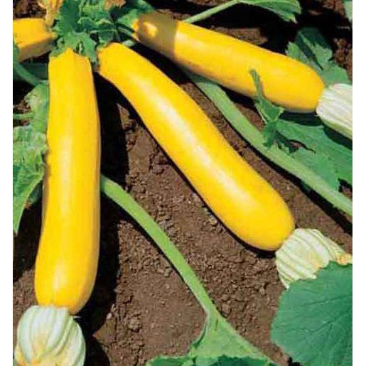4 G Golden Zucchini Summer Squash  Seeds, easy to grow  #IEB16