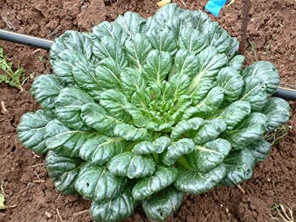 Vegetable Gardening Herb seeds,500 Mg Tatsoi Mustard Seeds   #IEB16