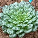 Vegetable Gardening Herb seeds,500 Mg Tatsoi Mustard Seeds   #IEB16