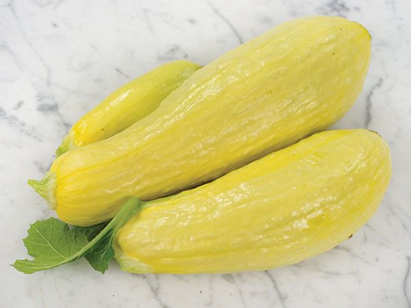 4 G Early Prolific Straightneck Summer Squash seeds   #IEB16