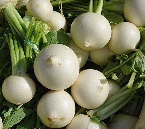 Vegetable Garden seeds White Egg Turnip 2 G, easy to grow    #IEB16