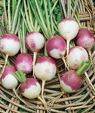 2 G Purple Top White Globe Turnip Seeds, great for vegetable garden seedds     #IEB16