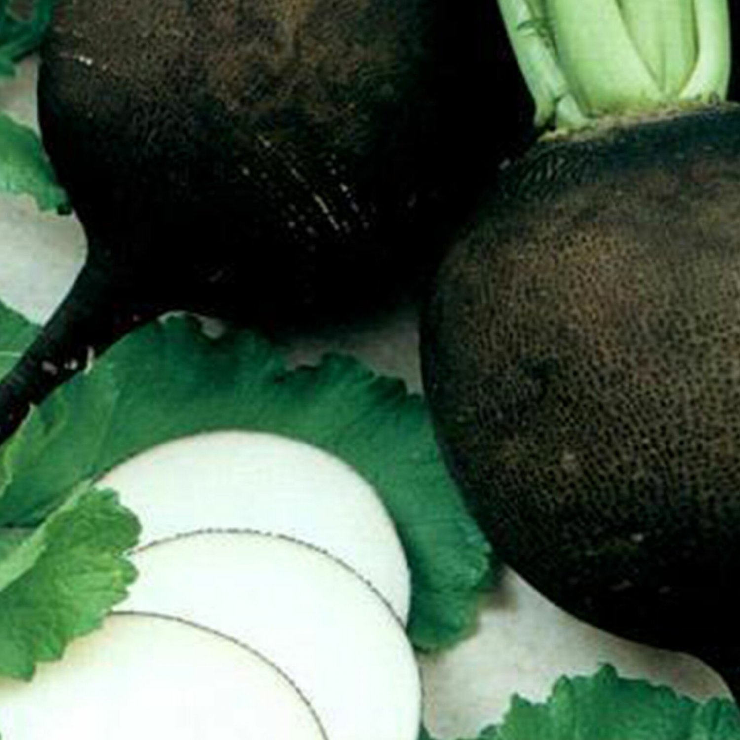 5 G Black Spanish Round Radish  Seeds     #IEB16