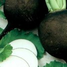 5 G Black Spanish Round Radish  Seeds     #IEB16