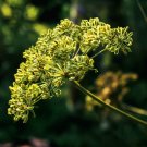 1 g packet cumin culinary herb gardening seeds  #IEB16