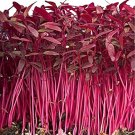 4 G Red Garnet Amaranth Seeds,easy to grow #IEB16