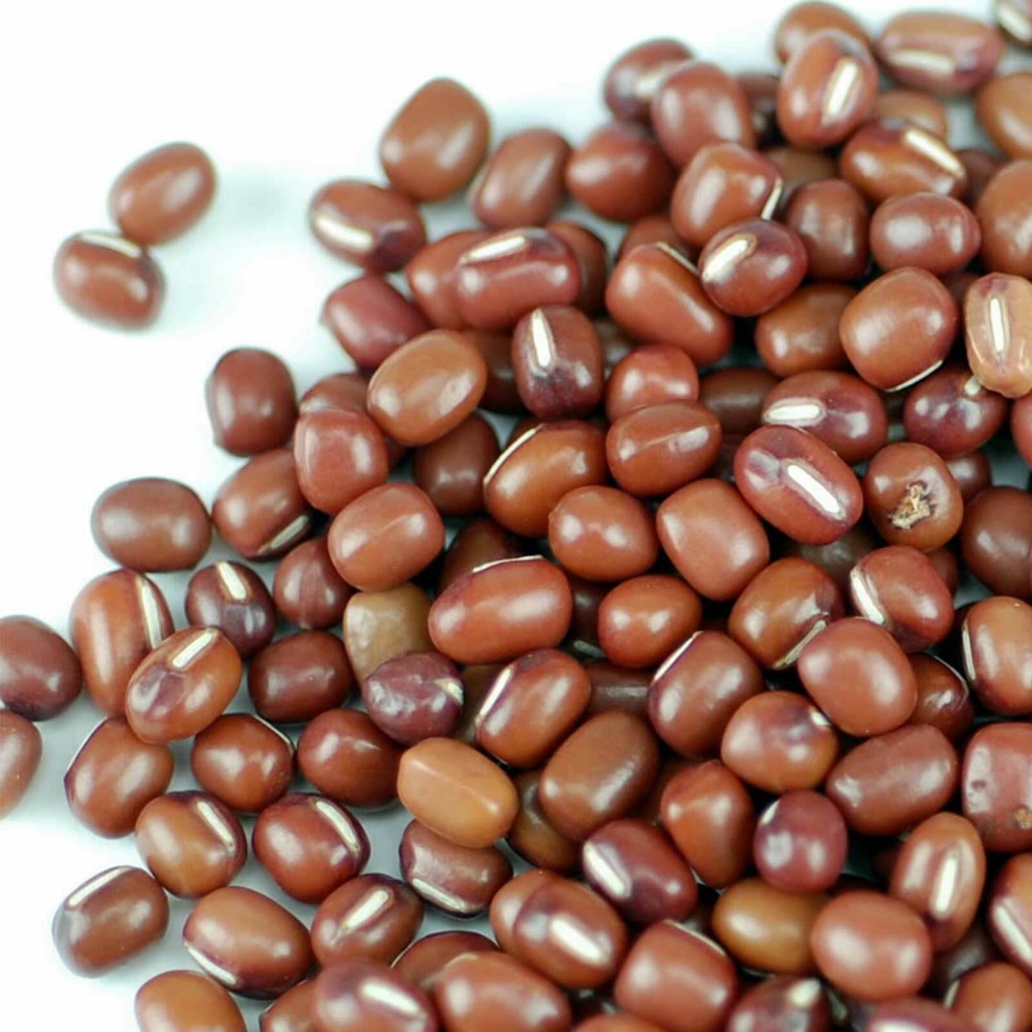 15 G Packet Adzuki Bean Sprouting  seeds #IEB16