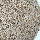 3 G Packet White Chia Seeds, easy to grow   #IEB16