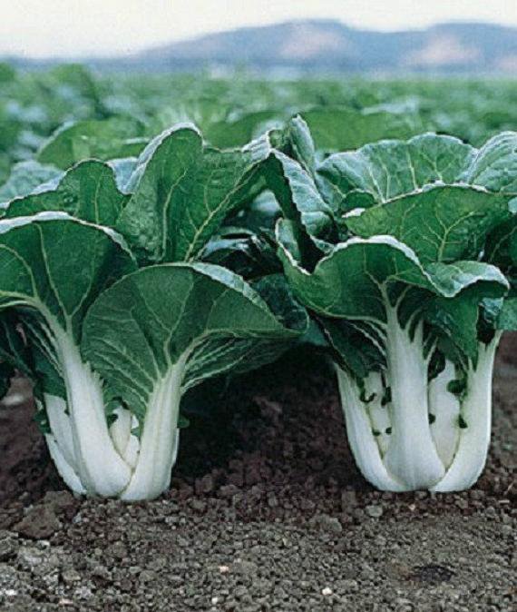 4 G Packet White Stem Pak Choi Cabbage, vegetable garden seeds #IEB16
