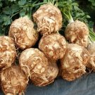 1 G Packet giant Prague Celeriac seeds  #IEB16