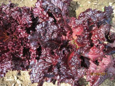 500 Mg  Lolla Rossa Darky Lettuce Seeds   #IEB16
